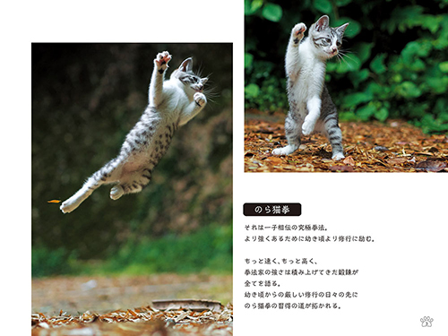 「のら猫拳キッズ」から(撮影:久方広之)