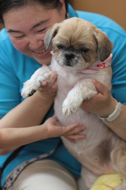 そっと犬の柔らかいお腹にふれる(c)大塚敦子