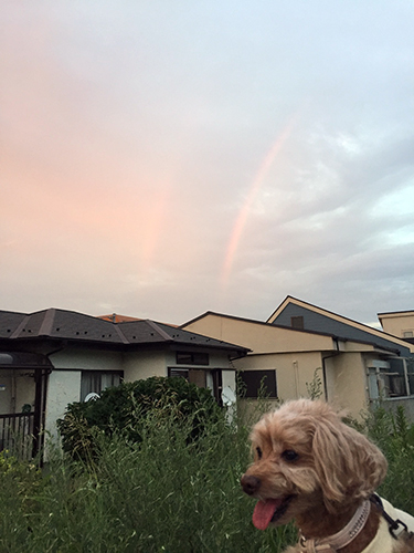 今年の夏はなんだかおかしな天候。夕立が上がってからお散歩に出かけたら、暮れなずむ空にダブルレインボー!