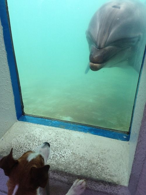 ペット同伴可の水族館でイルカとご対面(神奈川県)
