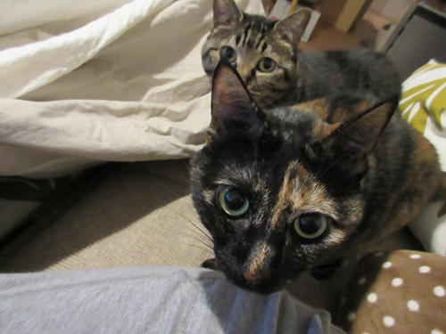 何か隠してるでしょ!?