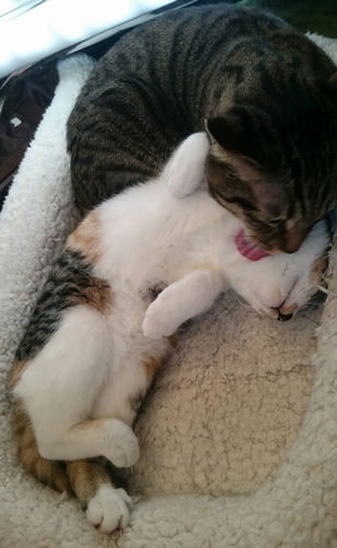 「うーん、しかたないなあ」