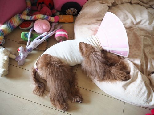 「エリカラ、ウザいワン」と、ふて寝