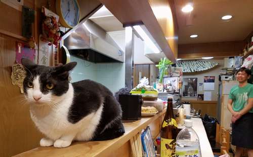 閉店後、カウンターに陣取るみんちょくん=てまり