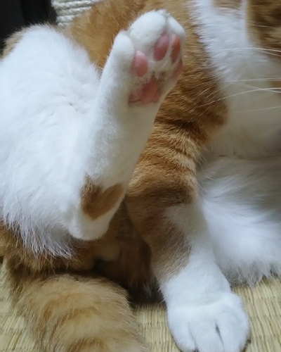 ナルちゃんの「かかと」にはハートマークがある