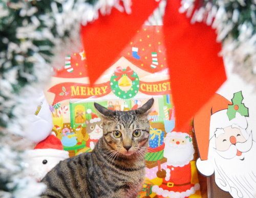 えっ、威張ってたらプレゼントもらえない?