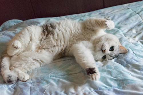 じつは甘えん坊な花子