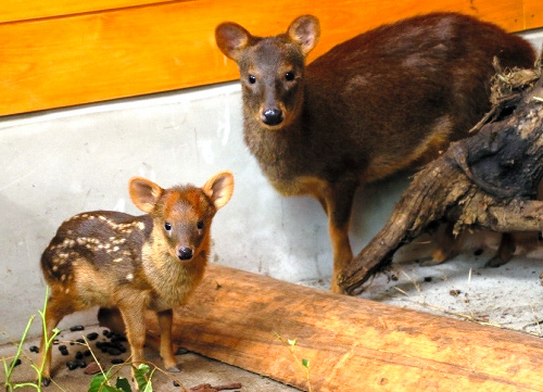 小さいが、ちゃんと背中には白い斑点がある=埼玉県こども動物自然公園提供