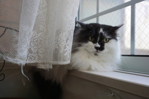 窓辺でくつろぐ紅一点のフク