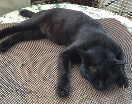 甘えん坊で面白かったユニ(ユニはユニクロから命名)