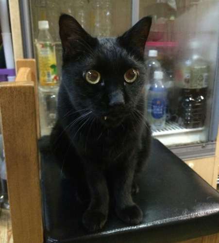 幼少時のえびちゃん。真っ黒い猫だ=吏さん提供