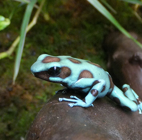 マダラヤドクガエル=京都市動物園提供