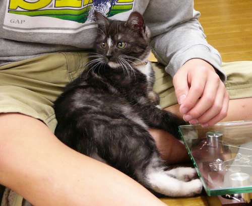 2歳のころのモル。甘えん坊だ=おかみさん提供