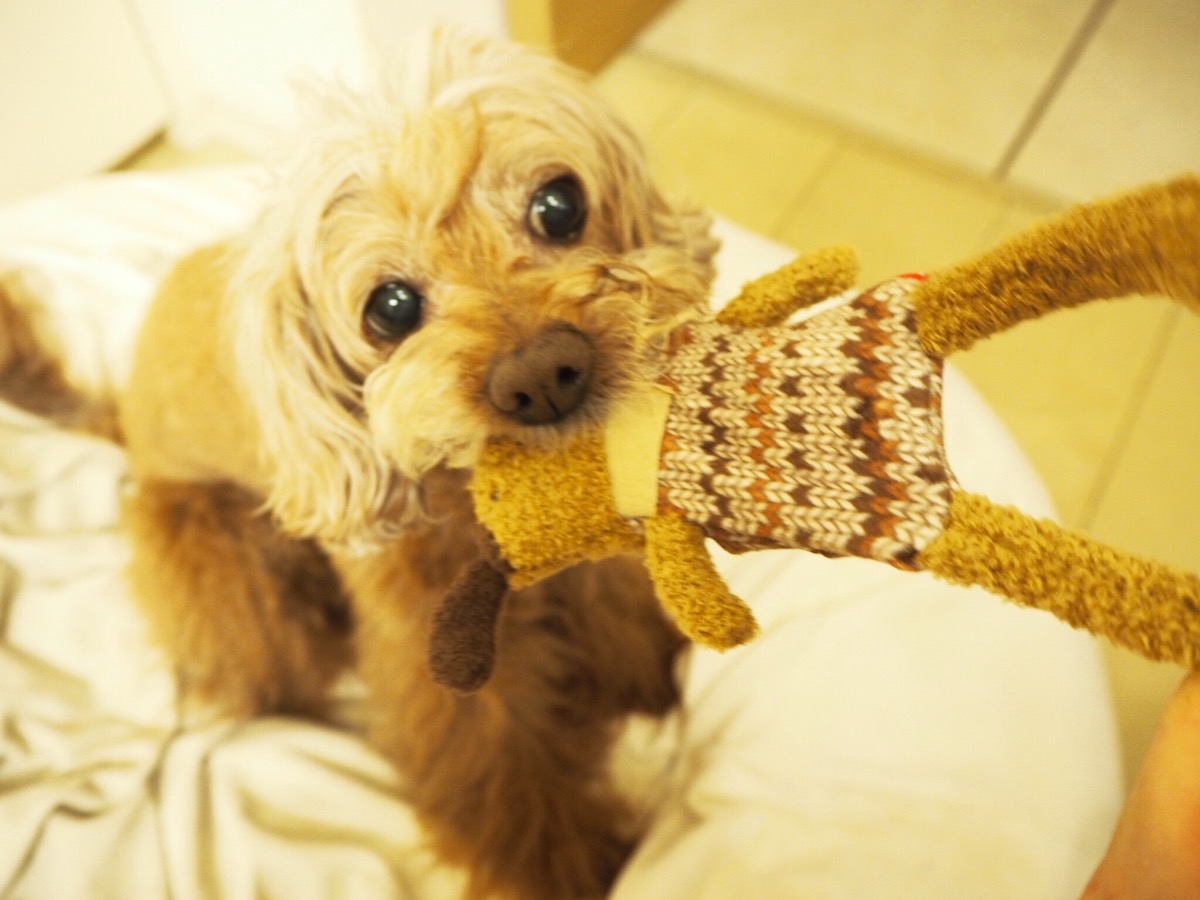 「わーい、新しいおもちゃ♪」。ぷりさんコーフン冷めやらず。