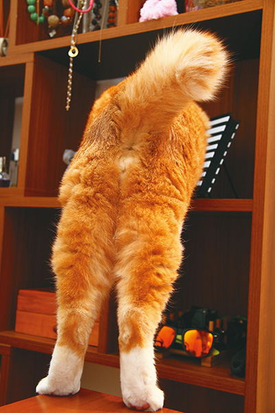 もっふもふのおしりと短いしっぽ。たまりません!