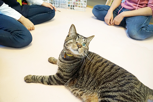 取材中、かまってほしそうなまねちゃん。見知らぬ人に慣れたのは、ようやく最近のこと