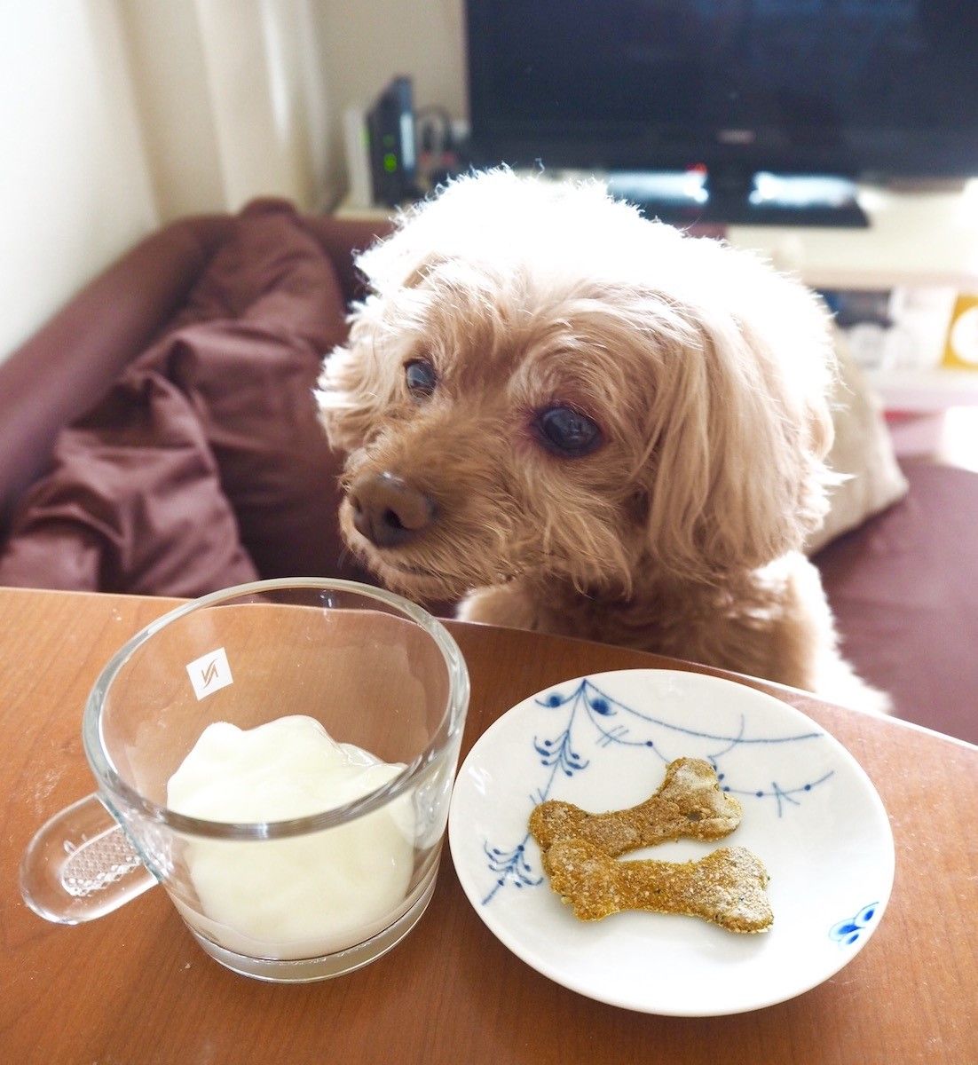 「チーズがおいしいなら、クッキーとヨグヨグ合わせたら絶対おいしいワン!」。飽くなき食い意地は親譲り(笑)