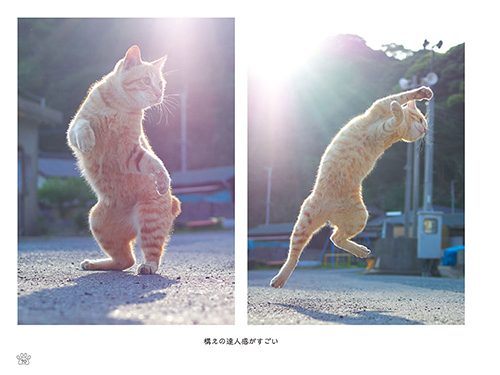 「のら猫拳キッズ」から(撮影:久方広之)