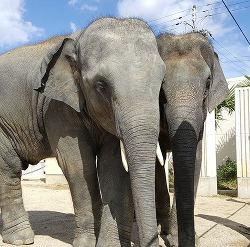 アジアゾウの秋都トンカム(左)と夏美ブンニュン=京都市動物園提供