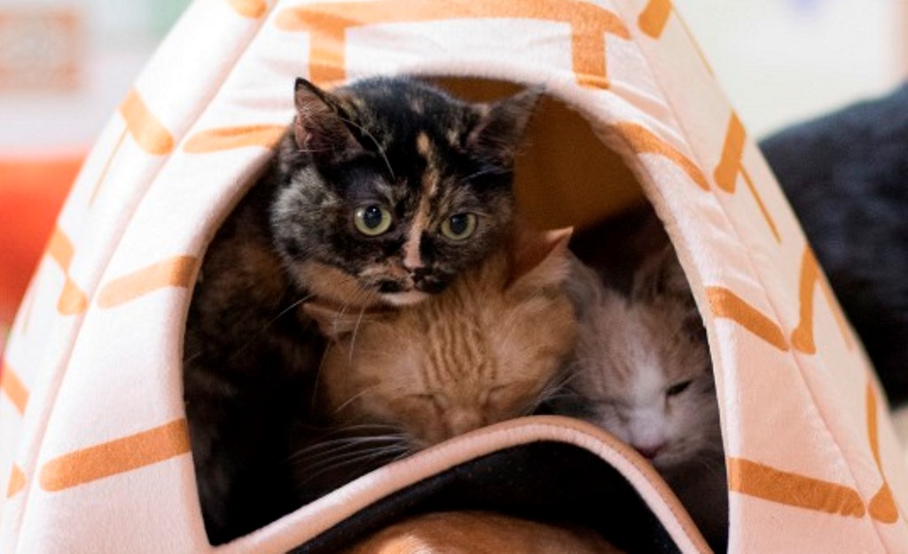 さびがらさん役のきゃりー(C)KADOKAWA/五十嵐健太