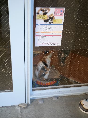 境内に貼ってある保護猫の貼り紙 (外から保護猫が見える)