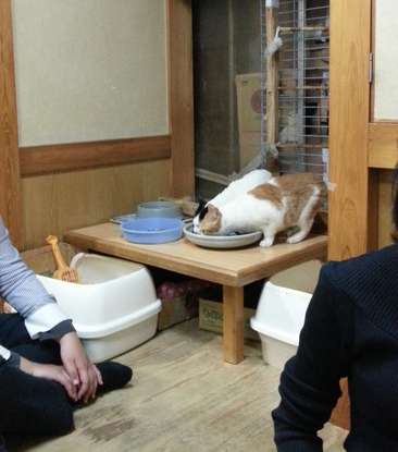 小上がりの一角に、猫のフードが置いてある