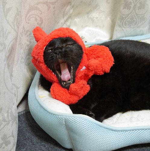 この顔のほうがコワい?