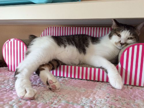 クッパ大王(おもてなし猫)