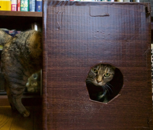 母さん手作りの玩具。飽きたけどここにも入ってあげましょ