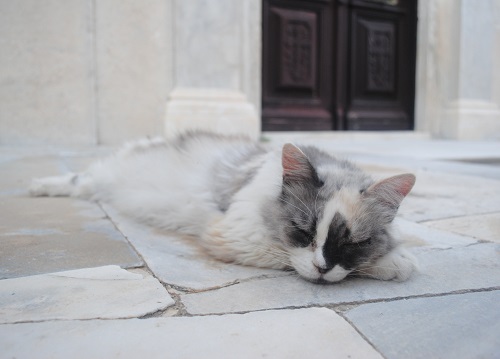 ホラ(旧市街)の小さな教会の前にいつもいる番猫?さん(シロス島)