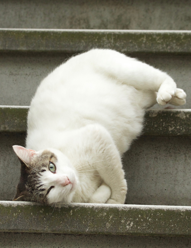 辰巳出版「好きな男を手に入れたければ、ネコ系女子になりなさい。」/撮影・沖昌之