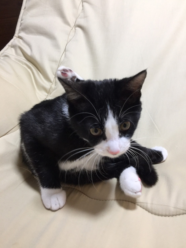 手足に白いソックスをはいています