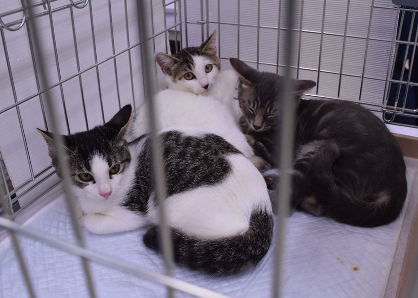 飼い主を待つ保護猫