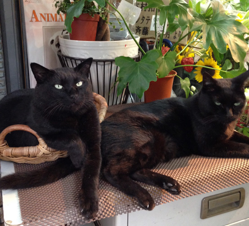 看板猫として愛されたユニ(左)とヒロシ