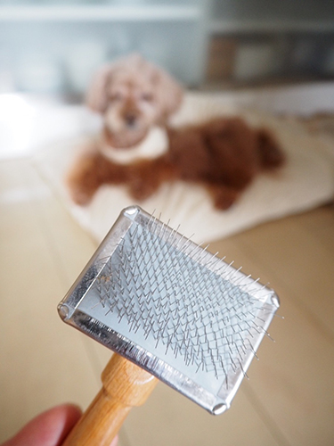 愛用のスリッカーブラシ。「これ、苦手なんだワン……」と遠巻きにビビるぷりさん。