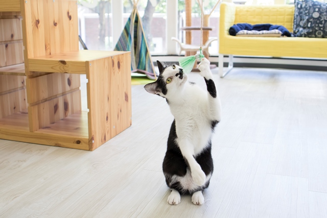 撮影:五十嵐健太