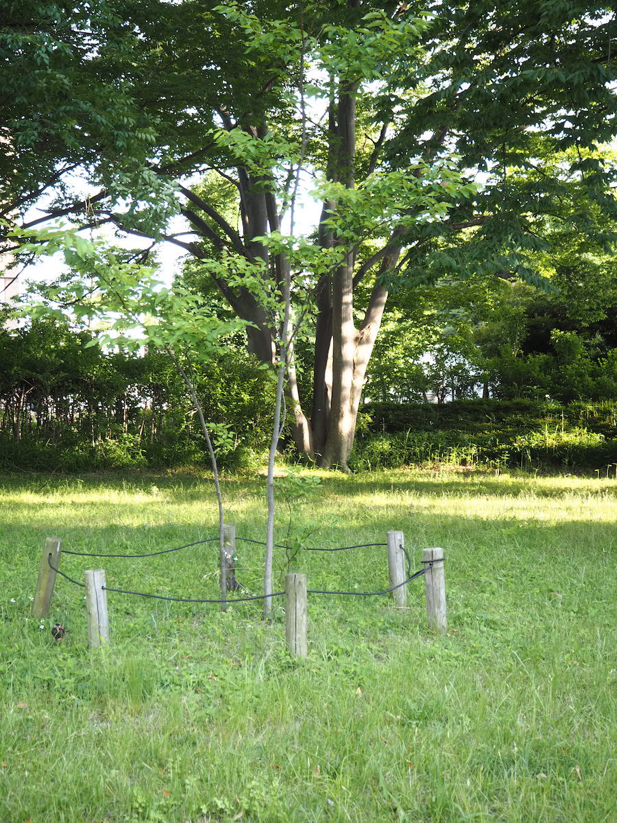 宇宙けやき(柵の中)。ち、ちっちゃ! 大きく育つといいね。