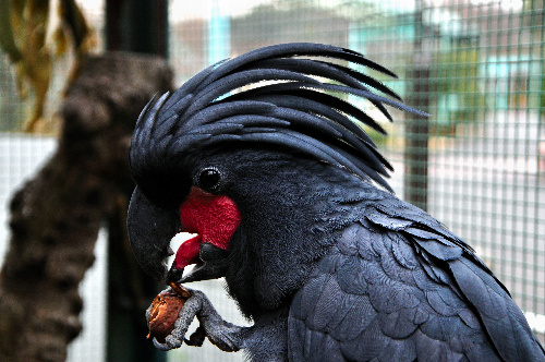 ヤシオウム=東山動植物園提供