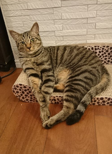 1歳2か月頃 青年ぽくなった銀 「かわいい系の妹を頼むね」