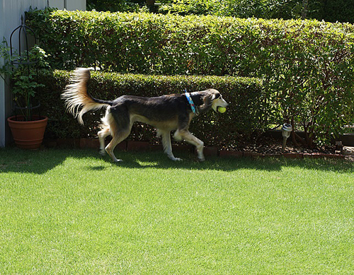 フェンスは軽々超えらる(しないけど)