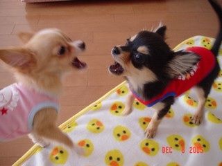 あれ、兄妹喧嘩?それともなにか相談?