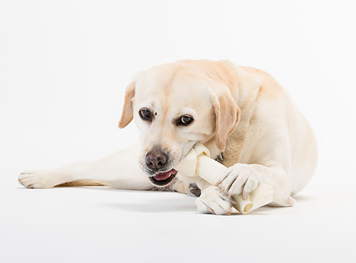 滝川さんの愛犬アリス