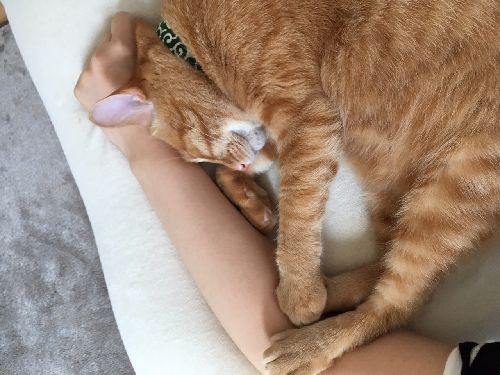 Oさん宅に移って2日目には、一緒に寝ていた「たま」