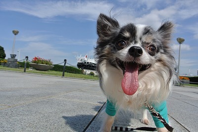 成長しても他の二匹より少し体が小さい、気質も末っ子