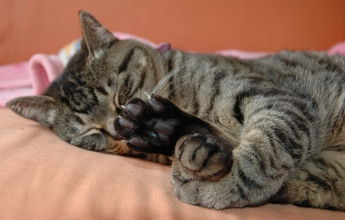 後ろ脚を抱えて寝るのが得意だった