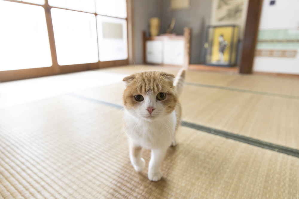 しろちゃとらさん役:ゆず (C)2017 Hit-Point/『映画ねこあつめ』製作委員会