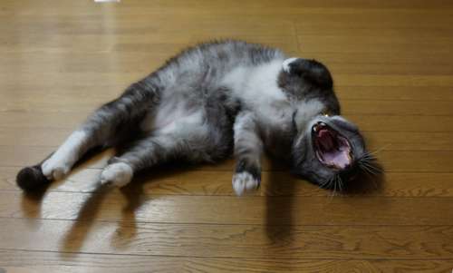 2階でぐーっと伸びをするモル=荒汐部屋