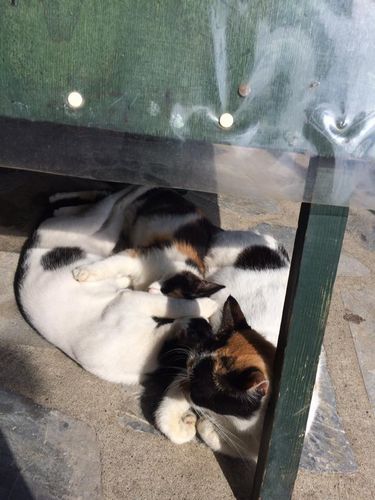 港沿いのカフェの看板の下にいる親子。港近くに住む猫は、ホラに比べふっくらしている子が多め。(スコぺロス島)