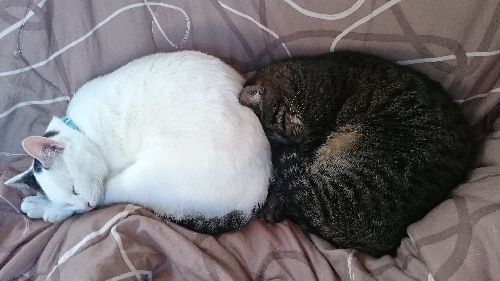 丸まって寝るサクラとダイスケ