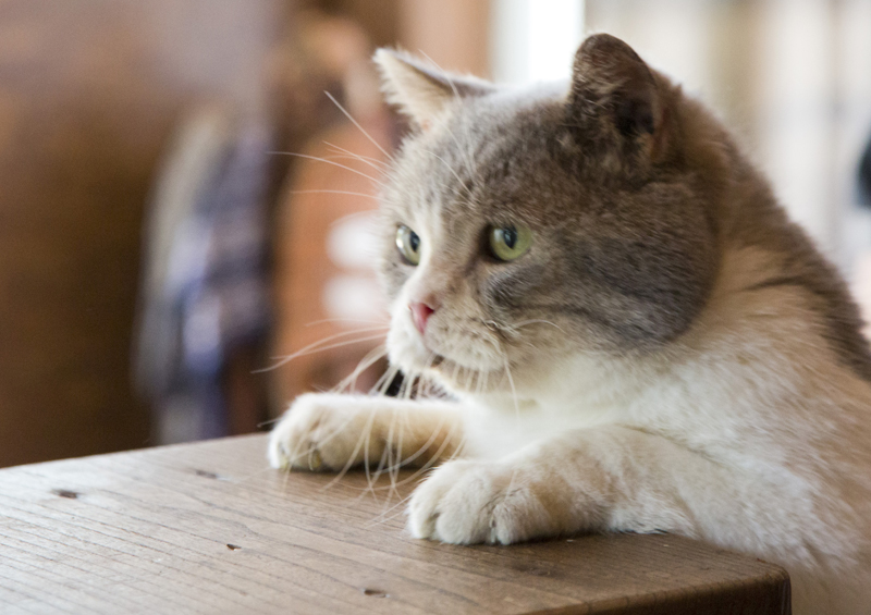 はいしろさん役:スイッチ (C)2017 Hit-Point/『映画ねこあつめ』製作委員会